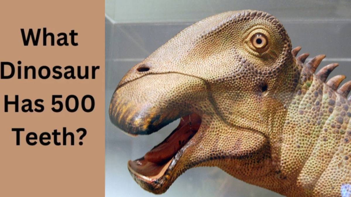 what dinosaur has 500 teeth?